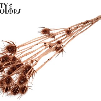 QC Gedroogde Distels | Kleur: Koper | Koperkleurige Cardistella Droogbloemen | Lengte ± 70 centimeter | 5 takken per bos | Per bos