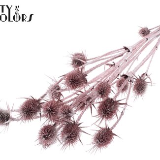 QC Gedroogde Distels met Glitter | Kleur: Champagne | Cardistella Droogbloemen | Lengte ± 70 centimeter | 5 takken per bos | Per bos