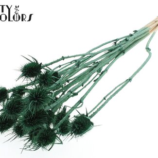 QC Gedroogde Distels | Kleur: Pearl Groen | Cardistella Droogbloemen | Lengte ± 55 centimeter | 10 takken per bos | Per bos