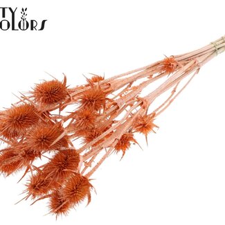 QC Gedroogde Distels | Kleur: Pearl Oranje | Cardistella Droogbloemen | Lengte ± 55 centimeter | 10 takken per bos | Per bos
