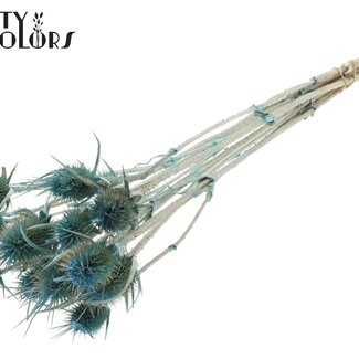 QC Gedroogde Distels | Kleur: Pearl Lichtblauw | Cardistella Droogbloemen | Lengte ± 55 centimeter | 10 takken per bos | Per bos