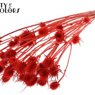 QC Gedroogde Distels | Kleur: Koraalrood | Cardistella Droogbloemen | Lengte ± 55 centimeter | 10 takken per bos | Per bos