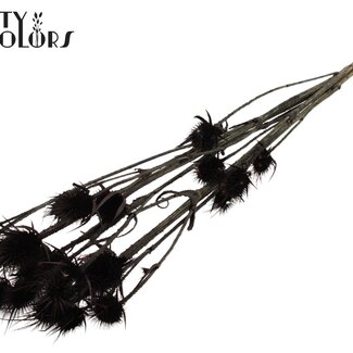 QC Gedroogde Distels | Kleur: Zwart | Cardistella Droogbloemen | Lengte ± 70 centimeter | 5 takken per bos | Per bos