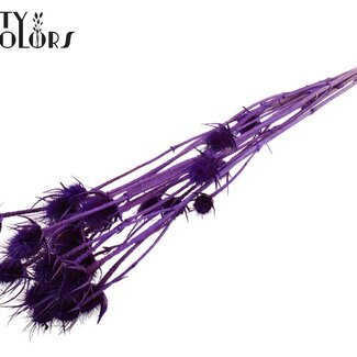 QC Gebleekte Gedroogde Distels | Kleur: Paars | Cardistella Droogbloemen | Lengte ± 70 centimeter | 5 takken per bos | Per bos