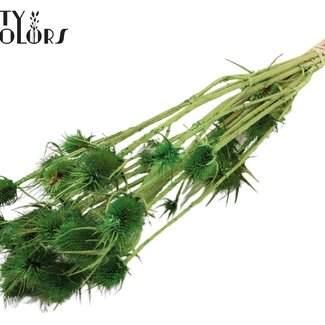 QC Gebleekte Gedroogde Distels | Kleur: Lichtgroen | Cardistella Droogbloemen | Lengte ± 55 centimeter | 10 takken per bos | Per bos