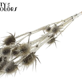 QC Gedroogde Distels met Glitter | Kleur: Platina | Platinakleurige Cardistella Droogbloemen | Lengte ± 70 centimeter | 5 takken per bos | Per bos