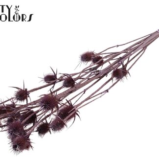 QC Gedroogde Distels | Kleur: Frosted Milka | Cardistella Droogbloemen | Lengte ± 70 centimeter | 5 takken per bos | Per bos