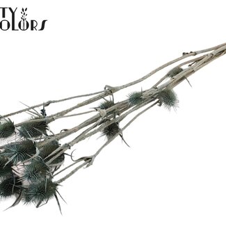QC Gedroogde Distels | Kleur: Frosted Blauwgroen | Cardistella Droogbloemen | Lengte ± 70 centimeter | 5 takken per bos | Per bos