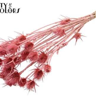 QC Gedroogde Distels | Kleur: Frosted Roze | Cardistella Droogbloemen | Lengte ± 55 centimeter | 10 takken per bos | Per bos
