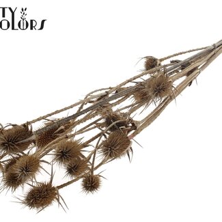 QC Gedroogde Distels | Kleur: Naturel Bruin | Cardistella Droogbloemen | Lengte ± 70 centimeter | 5 takken per bos | Per bos