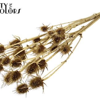 QC Gedroogde Distels | Kleur: Goud | Goudkleurige Cardistella Droogbloemen | Lengte ± 70 centimeter | 5 takken per bos | Per bos
