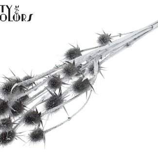 QC Gedroogde Distels | Kleur: Zilver | Zilverkleurige Cardistella Droogbloemen | Lengte ± 70 centimeter | 5 takken per bos | Per bos