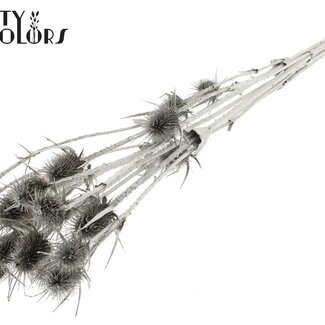 QC Gedroogde Distels | Kleur: Platina | Platinakleurige Cardistella Droogbloemen | Lengte ± 70 centimeter | 5 takken per bos | Per bos