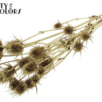QC Gedroogde Distels met Glitter | Kleur: Goud | Goudkleurige Cardistella Droogbloemen | Lengte ± 70 centimeter | 5 takken per bos | Per bos