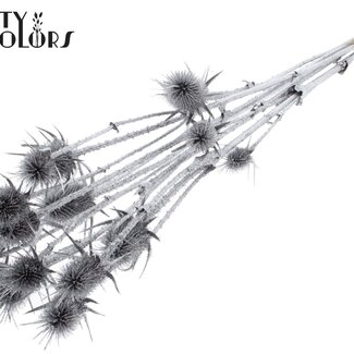 QC Gedroogde Distels met Glitter | Kleur: Zilveren | Zilverkleurige Cardistella Droogbloemen | Lengte ± 70 centimeter | 5 takken per bos | Per bos