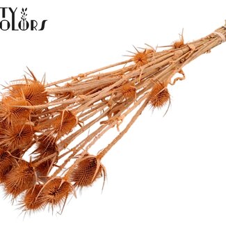 QC Gedroogde Distels | Kleur: Frosted Zalmkleurig | Cardistella Droogbloemen | Lengte ± 70 centimeter | 5 takken per bos | Per bos