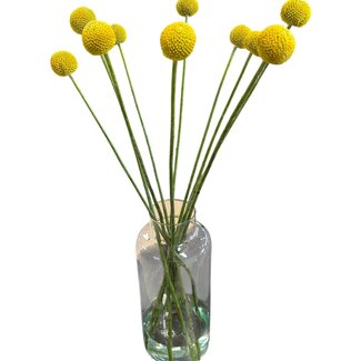 Freshy Verse Craspedia | Kleur: Natuurlijk Geel | Craspedia Paintball XXL | Lengte ± 70 centimeter | Per 10 takken