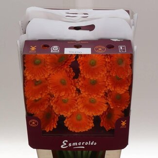 Freshy Grootbloemige Gerbera Aqua “Toledo” | Kleur: Oranje | Lengte ± 45 centimeter | Per 15 verse bloemen