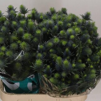 Freshy Eryngium Kruisdistel “Supernova Questar” | Kleur: Paars | Lengte ± 80 centimeter | Per 10 stelen verse bloemen