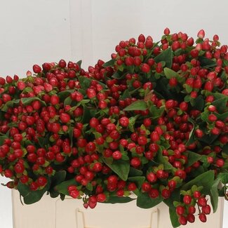 Freshy Hypericum Grote Bessen “Triumph” | Kleur: Rood | Lengte ± 50 centimeter | Per 25 stelen verse bloemen
