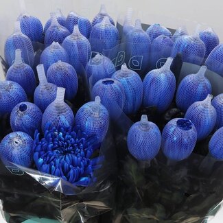 Freshy Deco Chrysanthemum Chrysant “Antonov” Kleurbehandeld | Kleur: Blauw | Lengte ± 65 centimeter | Per 10 verse bloemen