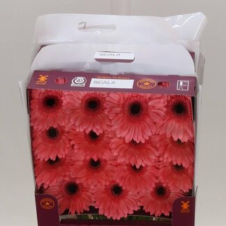 Freshy Grootbloemige Gerbera Aqua “Scala” | Kleur: Roze | Lengte ± 45 centimeter | Per 15 verse bloemen