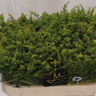 Freshy Solidago Guldenroede “Carzan Glory” | Kleur: Geel | Lengte ± 70 centimeter | Per 25 stelen verse bloemen