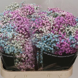 Freshy Gypsophila Gipskruid “Disco Barbie” Kleurbehandeld | Kleur: Gemengde Kleuren | Lengte ± 80 centimeter | Per 25 stelen verse bloemen