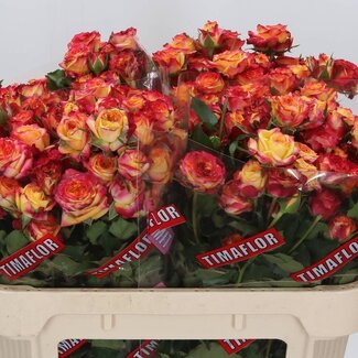 Freshy Trosroos “Land Of Fire” | Kleur: Geel Rood | Lengte ± 70 centimeter | Per 10 verse rozen
