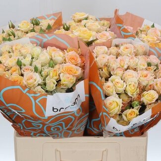 Freshy Trosroos “Sweet Chablis” | Kleur: Geel | Lengte ± 60 centimeter | Per 10 verse rozen