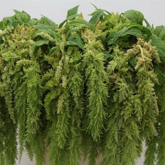 Freshy Amaranthus Caudatus Kattenstaart “Green Spider” | Kleur: Groen | Lengte ± 80 centimeter | Per 10 stelen verse bloemen