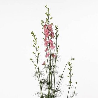 Freshy Consolida Regalis Ridderspoor “Queen Rose” | Kleur: Roze | Lengte ± 100 centimeter | Per 10 stelen verse bloemen