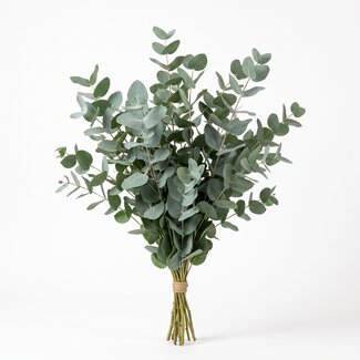 Freshy Fresh Eucalyptus Populus from Italy | Colour: Natural Green | Fresh Flowers | Length ± 70 centimeter | Weight ± 300 gram | Per bunch
