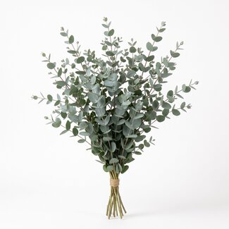 Freshy Verse Eucalyptus Gunnii uit Italië | Kleur: Natuurlijk Groen | Verse Bloemen | Lengte ± 70 centimeter | Gewicht ± 300 gram | Per bos