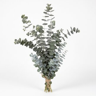 Freshy Fresh Eucalyptus Baby Blue from Italy | Colour: Natural Green | Fresh Flowers | Length ± 70 centimeter | Weight ± 300 gram | Per bunch