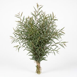 Freshy Fresh Eucalyptus Nicholii from Italy | Colour: Natural Green | Fresh Flowers | Length ± 70 centimetre | Weight ± 300 gram | Per bunch