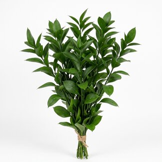 Freshy Fresh Ruscus from Italy | Colour: Natural Green | Fresh Flowers | Length ± 65 centimetre | Weight ± 200 gram | Per bunch