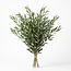 Verse Olijftakken uit Italië | Kleur: Natuurlijk Groen | Verse Bloemen | Lengte ± 70 centimeter | Gewicht ± 350 gram | Per bos