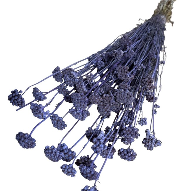 Gedroogde Lona | Kleur: Milka Paars | Lonas Annua Droogbloemen | Lengte ± 55 centimeter | Gewicht 100 gram | Per 5 bossen