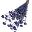 Gedroogde Lona | Kleur: Milka Paars | Lonas Annua Droogbloemen | Lengte ± 55 centimeter | Gewicht 100 gram | Per 5 bossen