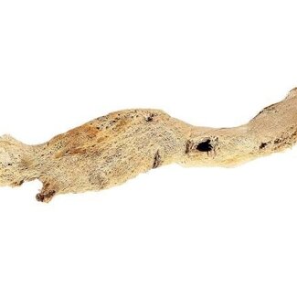 HBXD Decorative Branch “Zaber Thrunk” | Colour: Brown | Dried Decoration | Length 60 centimetres | Per branch