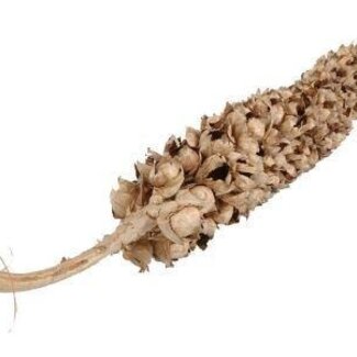 HBXD Decorative Branch “Coco Torch Decorated Cacha” | Colour: Brown | Dried Decoration | Length 140 - 175 centimetres | Per branch