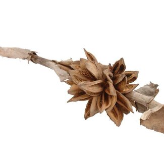 HBXD Decorative Branch “Sororoca" | 3 - 4 heads per branch | Colour: Brown | Dried Decoration | Length 120 centimetres | Per branch