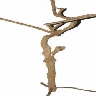 HBXD Decorative Branch “Coffee Trunk On Foot” | Colour: Brown | Dried Decoration | Height 180 centimetres | Per branch
