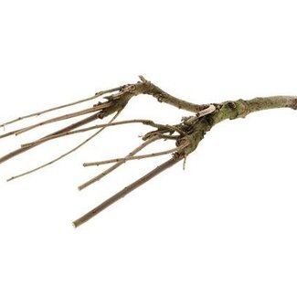 HBXD Lilac Branch “Lilac Mossed” | Colour: Brown | Autumn decoration | Length 60 centimetres | Per branch