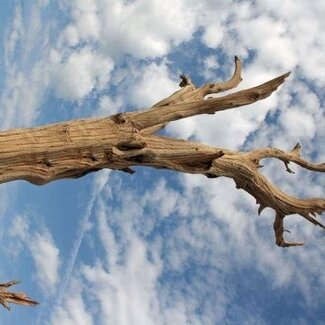 HBXD Decorative Branch “Ghostwood” | Colour: Sand | Dried Decoration | Length  120 centimetres | Per branch