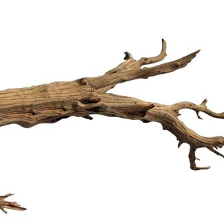 HBXD Decorative Branch “Ghostwood” | Colour: Sand | Dried Decoration | Length  240 centimetres | Per branch