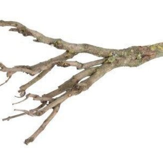 HBXD Decorative Branch “Lilac” | Colour: Brown | Dried decoration | Length 100 centimetres | Per branch