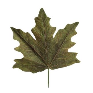 HBXD Decorative Leaves “Maple Leaf Calvi” | Colour: Green | Autumn decoration | Length 56 centimetres | Width 59 centimetres | Per 4 leaves