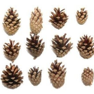 HBXD Pine cone “Silvester” | Colour: Brown | Christmas decoration | Weight 5 kilos | Per bag
